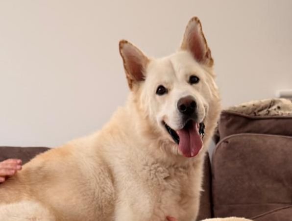Reserved: UK Surrender (Lichfield WS13): Moon – 6 years old Shepsky boy- loving &trustful – Reduced adoption fee