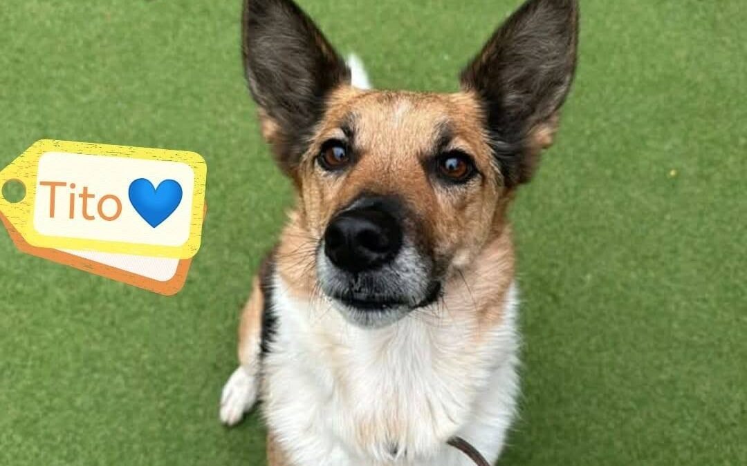 UK Surrender(Reading RG4): Tito- 6½ years old, a knee-height boy at only 15–16 kg-Reduced adoption fee