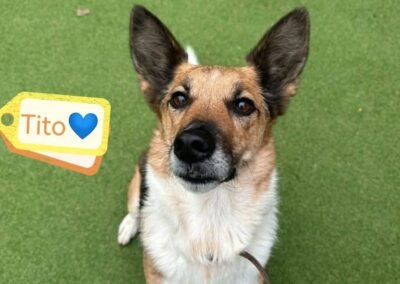 UK Surrender(Reading RG4): Tito- 6½ years old, a knee-height boy at only 15–16 kg-Reduced adoption fee