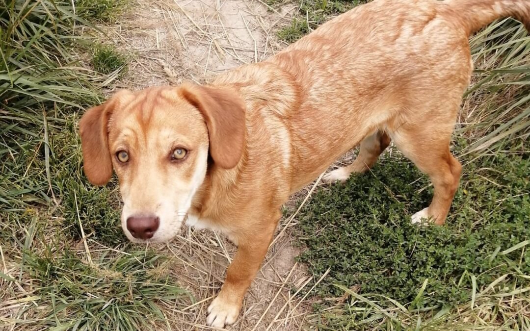 Prince is around 7 months old – Ukraine war dog-arrival 2 October