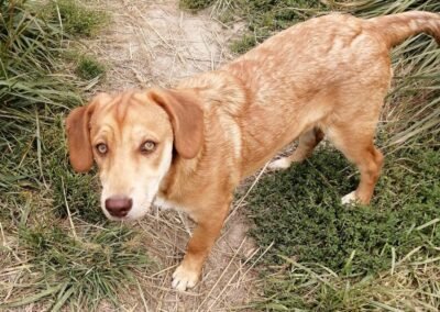 Prince is around 7 months old – Ukraine war dog-arrival 2 October