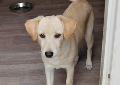 June – months old, a small-size girl- Ukraine war dog-arrival 2 October