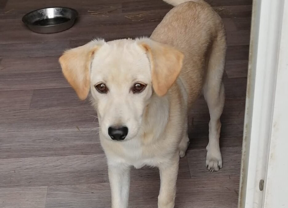 June – months old, a small-size girl- Ukraine war dog-arrival 2 October