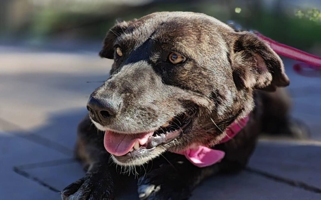 Berta – 3-year-old lower-medium girl – Ukraine war dog – arrival 2 October