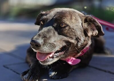 Berta – 3-year-old lower-medium girl – Ukraine war dog – arrival 2 October