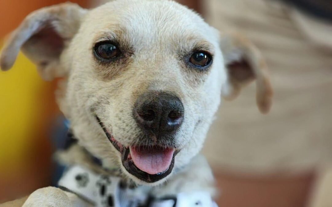 Simba- 2-year-old small boy – Ukraine war dog – arrival 2 October