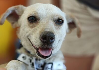Simba- 2-year-old small boy – Ukraine war dog – arrival 2 October