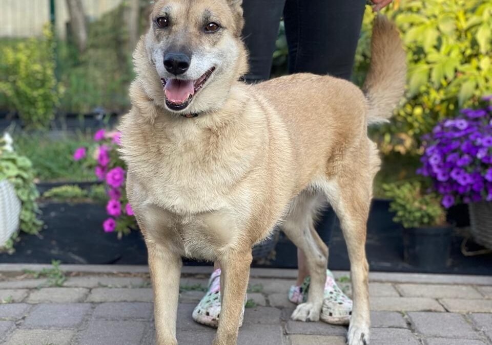 Lissa – 4-year-old upper-medium girl – Ukraine war dog – arrival 2 October