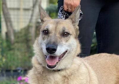 Lissa – 4-year-old upper-medium girl – Ukraine war dog – arrival 2 October
