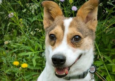 Reserved: Berry – 1.5 years old, a small girl – Ukraine war dog – arrival 2 October