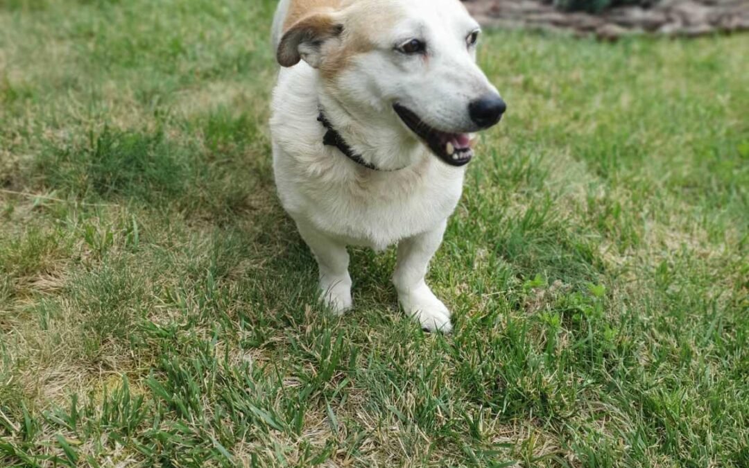 Reserved: Frank – 4.5 years old, a small boy – Ukraine war dog – arrival 2 October