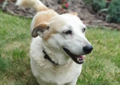 Reserved: Frank – 4.5 years old, a small boy – Ukraine war dog – arrival 2 October