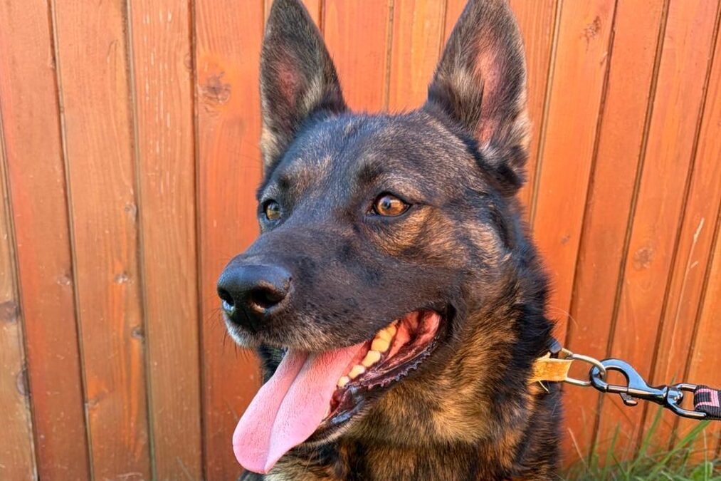 Loki – 4.5-year-old medium boy – Ukraine war dog – arrival 2 October