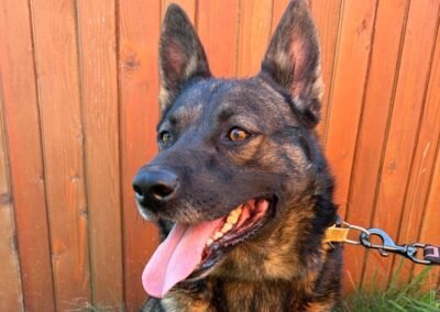 Loki – 4.5-year-old medium boy – Ukraine war dog – arrival 2 October