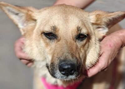 Yana – around 1.5 years old, a lower-medium(to-the-knee) girl – Ukraine war dog – arrival 2 October
