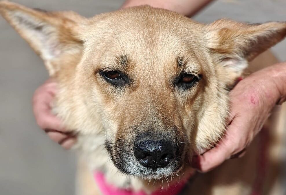 Yana – around 1.5 years old, a lower-medium(to-the-knee) girl – Ukraine war dog – arrival 2 October
