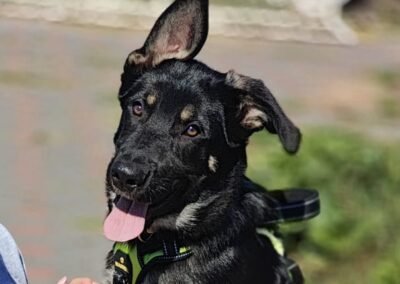 Tobik – 6.5 months old, medium puppy – Ukraine war dog – arrival 2 October