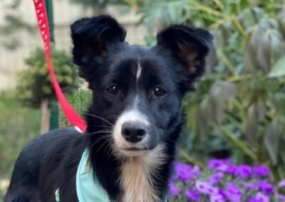 Shelly – 1 year old lower-medium girl – Ukraine war dog – arrival 2 October