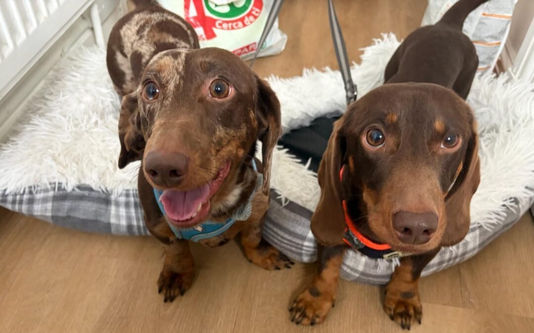 UK Surrender(East Midlands): Wilson and Alfie-3-year-old Miniature Dachshund brothers- Together or Separately