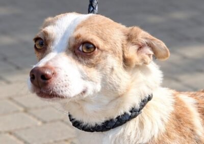 Tilly – 2 year-old very small girl- Ukraine war dog – arrival 2 October