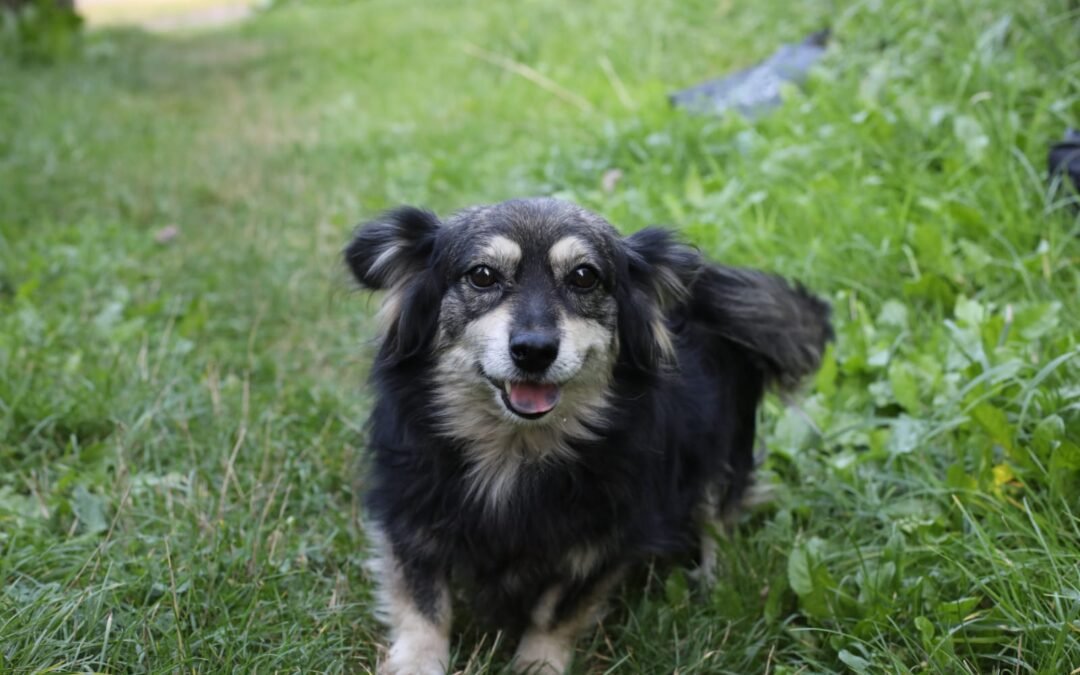 Spike – 4–5-year-old very small boy – Ukraine war dog – arrival 2 October