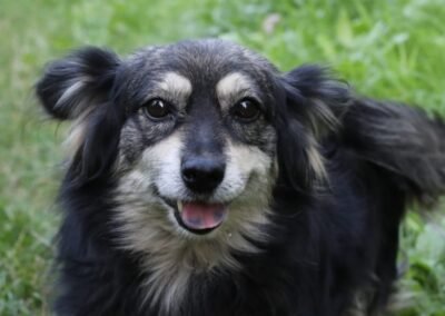 Spike – 4–5-year-old very small boy – Ukraine war dog – arrival 2 October