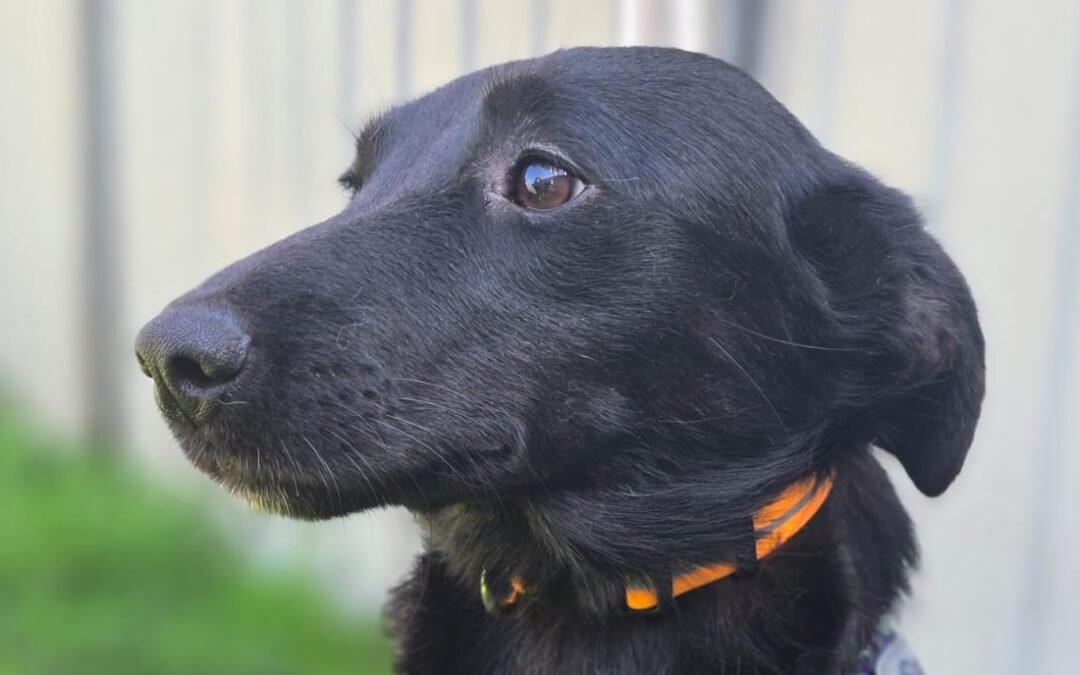 Dora – 1.5 years old  small girl – Ukraine war dog – arrival 2 October