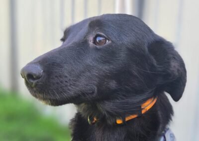 Dora – 1.5 years old  small girl – Ukraine war dog – arrival 2 October
