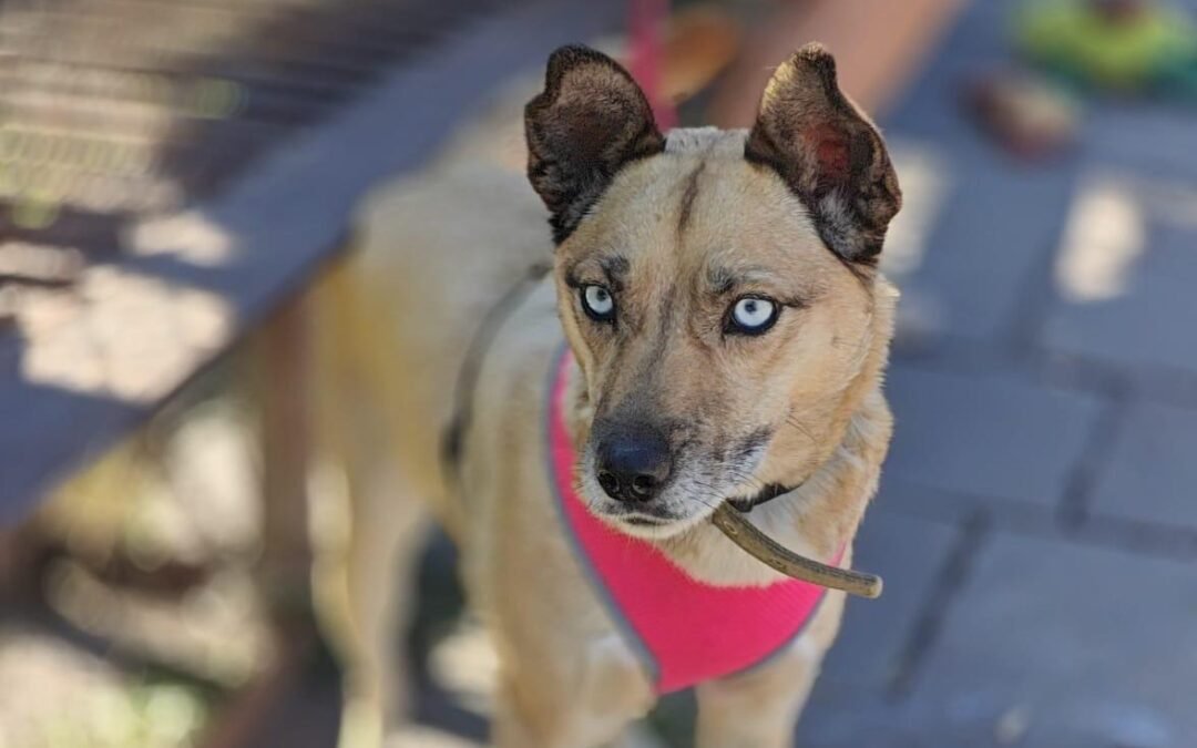 Terra – 2 years old lower-medium below the knee girl – Ukraine war dog – arrival 2 October