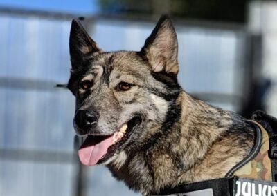 Reserved: Laya – 4 years old medium girl – Ukraine war dog – arrival 2 October
