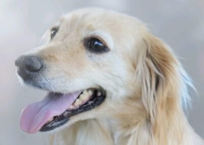 Reserved: Silky – 3.5 years old a upper-small girl – Ukraine war dog – arrival 2 October