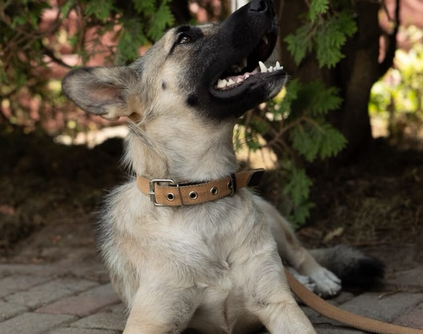 Sienna – 2 years old medium girl – Ukraine war dog – arrival 2 October