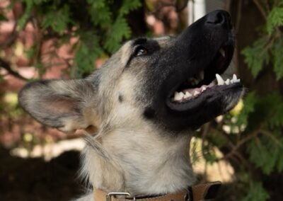 Sienna – 2 years old medium girl – Ukraine war dog – arrival 2 October