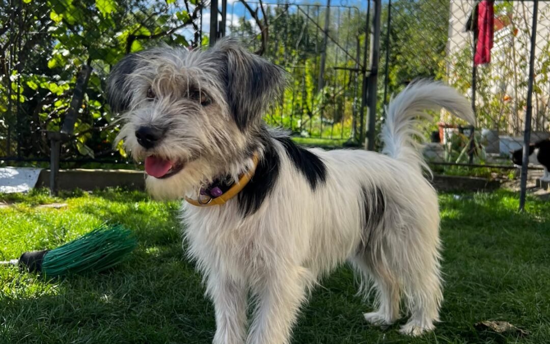 Daisy – 14-16 months old small girl- Ukraine war dog – arrival 2 October