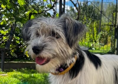 Daisy – 14-16 months old small girl- Ukraine war dog – arrival 2 October