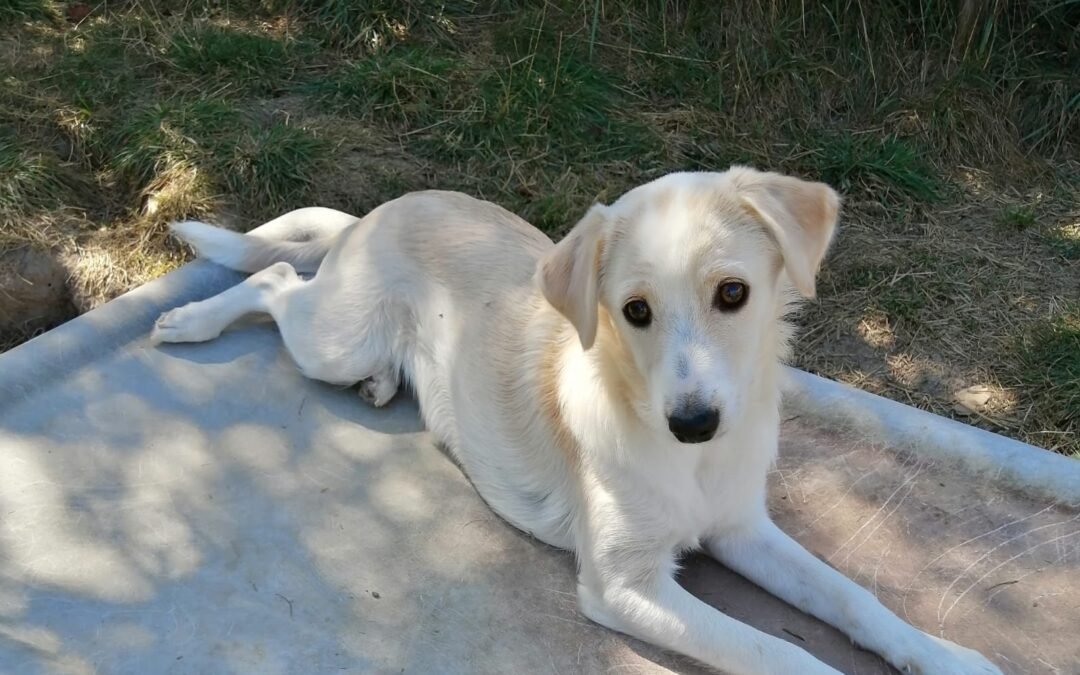 Summer -7 months old, a small-size girl- Ukraine war dog-arrival 2 October