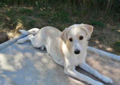 Summer -7 months old, a small-size girl- Ukraine war dog-arrival 2 October