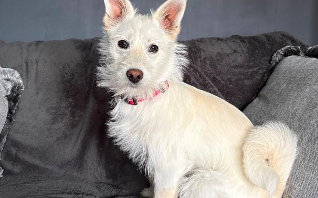 UK Based (Rugeley WS15, Staffordshire): Snowy – 1 year old upper-small size girl- Reduced Fee