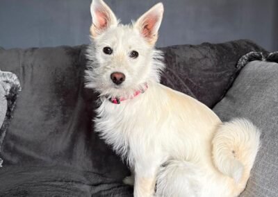 UK Based (Rugeley WS15, Staffordshire): Snowy – 1 year old upper-small size girl- Reduced Fee