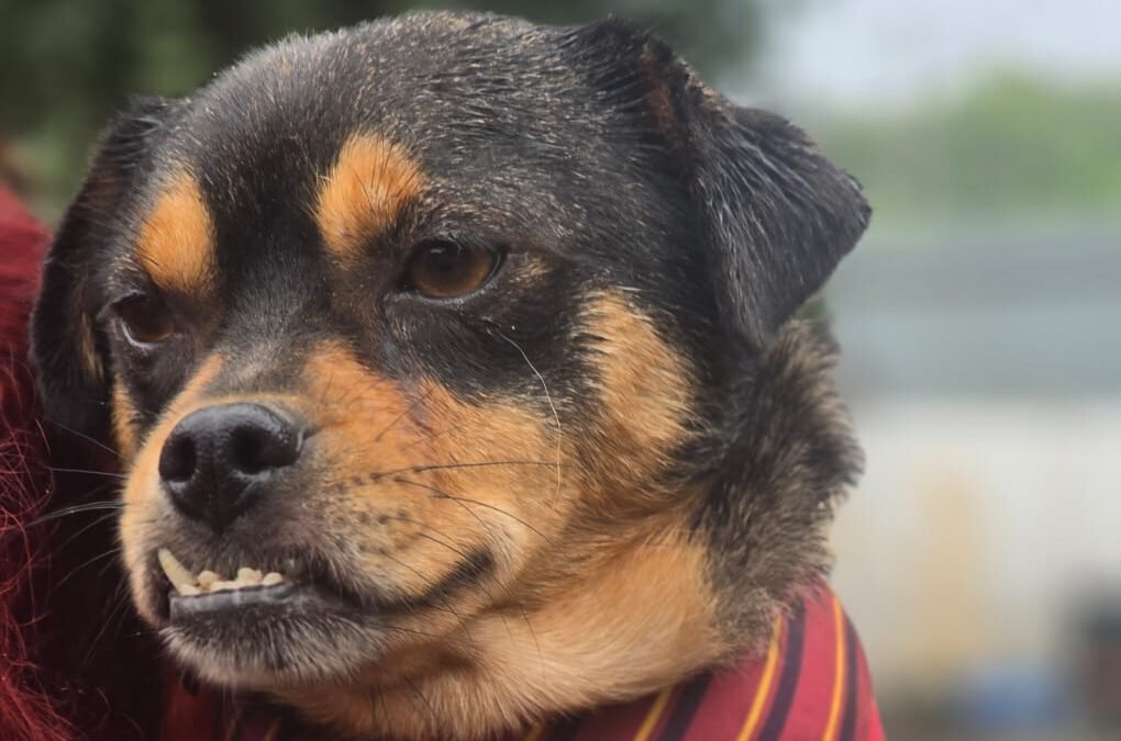 Nike – 3 years old – small-size boy – Ukraine war dog – arrival 2 October