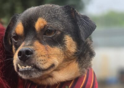 Reserved: Nike – 3 years old – small-size boy – Ukraine war dog – arrival 2 October