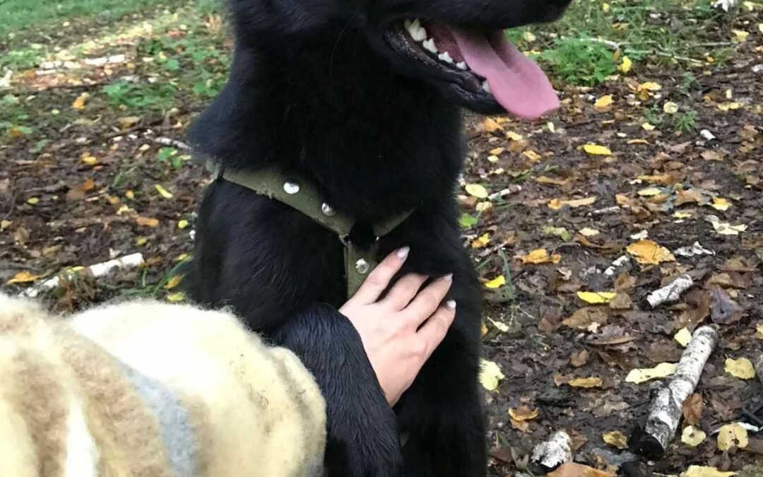 Nora – 4 years old – upper-medium girl – Ukraine war dog – arrival 2 October