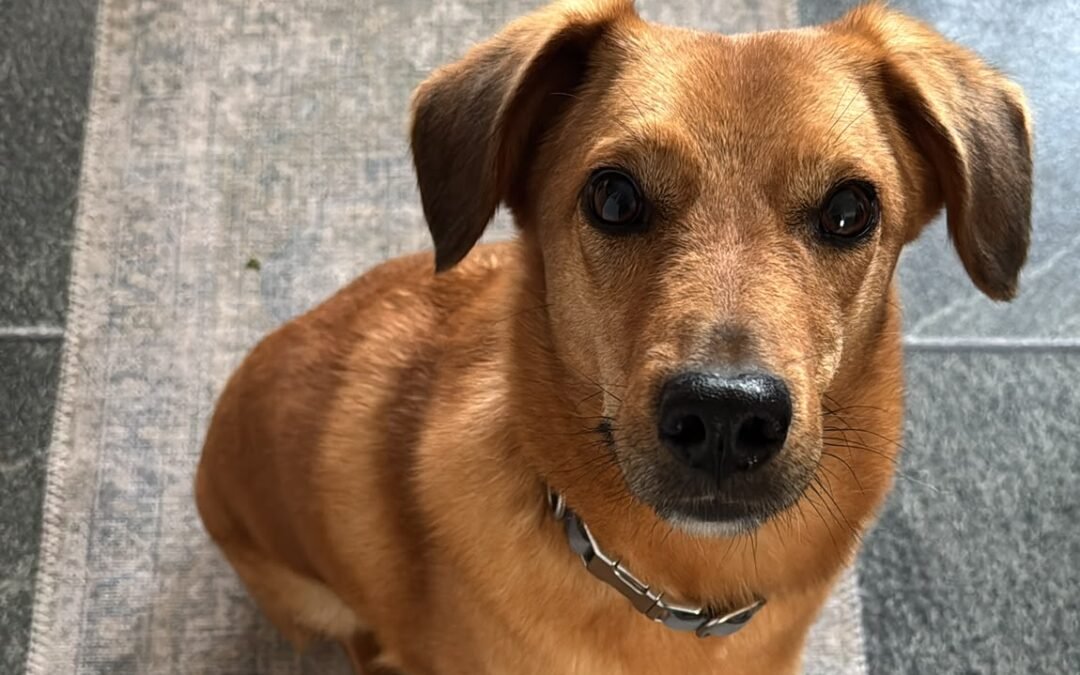 UK Surrender(Worcester, WR5) :Harry – 6-6,5 years old-lower-medium boy- affectionate and playful- Reduced Fees