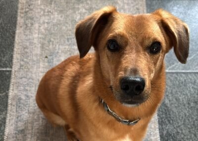 UK Surrender(Worcester, WR5) :Harry – 6-6,5 years old-lower-medium boy- affectionate and playful- Reduced Fees