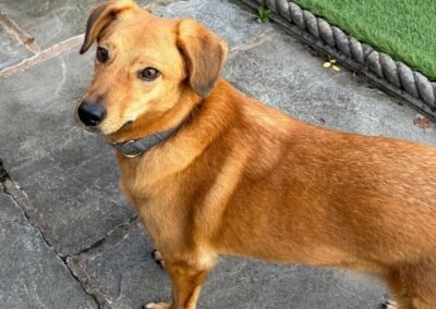 UK Surrender(Retford DN22) :Harry – 6-6,5 years old-lower-medium boy- soft fur & soft heart- Reduced Fees