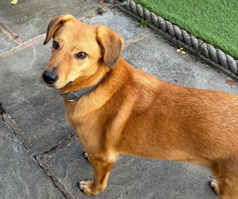 UK Surrender(Retford DN22) :Harry – 6-6,5 years old-lower-medium boy- soft fur & soft heart- Reduced Fees