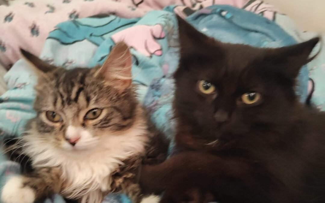 UK Surrender (Etwall, DE65): Raven and Penny- 14 weeks old girls