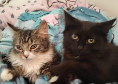 UK Surrender (Etwall, DE65): Raven and Penny- 14 weeks old girls