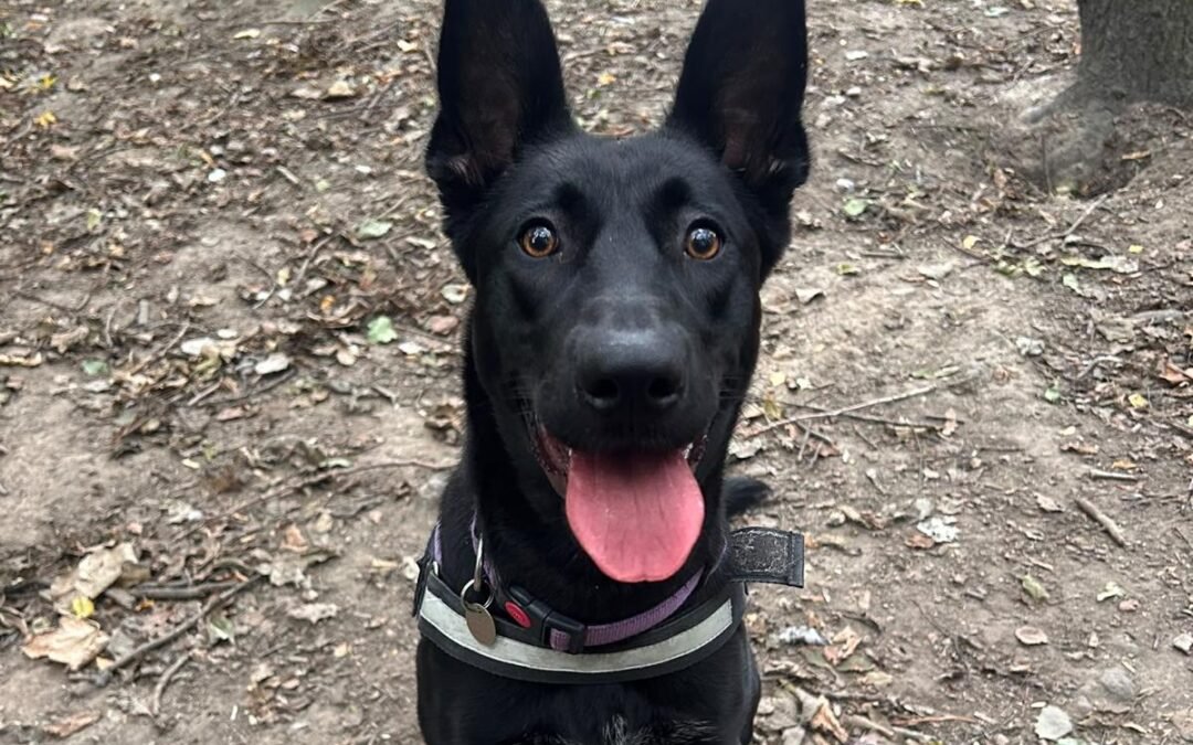 UK ABANDONDED (Leicester): Mulan- 9–10 months old-Belgian Malinois cross girl- FRIENDLY & LOVING WITH EVERYONE- Reduced Fee