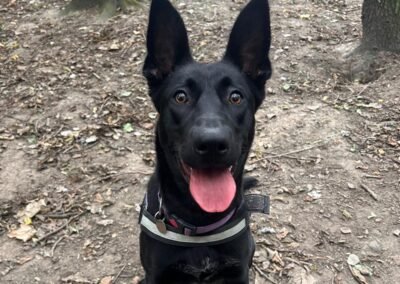 UK ABANDONDED (Leicester): Mulan- 9–10 months old-Belgian Malinois cross girl- FRIENDLY & LOVING WITH EVERYONE- Reduced Fee
